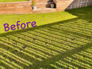 Raised Border Garden